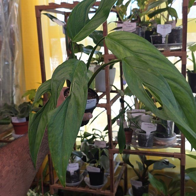 Photo of the plant species Monstera Obliqua Columbian Form by @DerrickRashid named Monstera - Obliqua Columbia on Greg, the plant care app