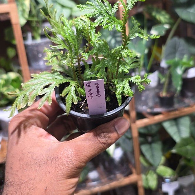 Photo of the plant species frosty fern by @DerrickRashid named Fern Ally - Frosty Fern Clubmoss on Greg, the plant care app