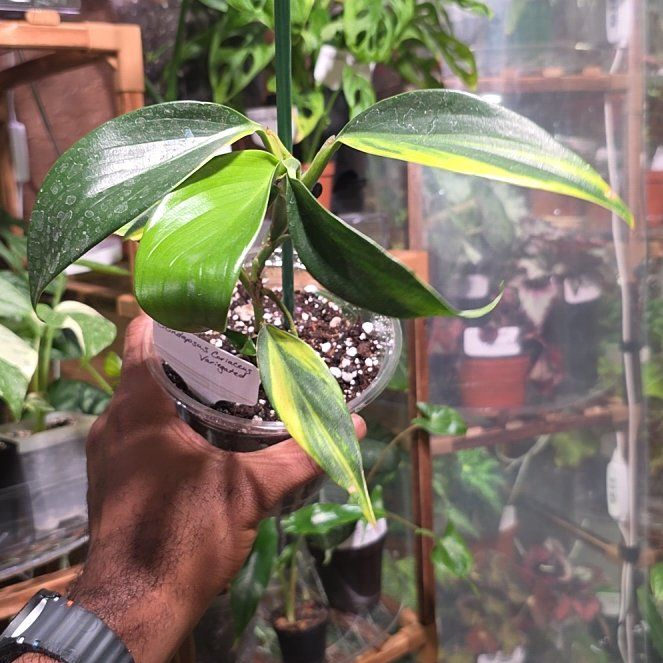 Photo of the plant species Scindapsus variegated by @DerrickRashid named Scindapsus - Coriaceus Variegated on Greg, the plant care app