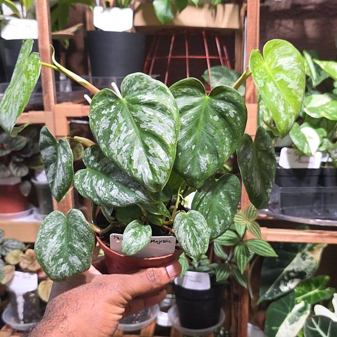 Photo of the plant species Philodendron 'Majestic' by @DerrickRashid named Philodendron - Majestic on Greg, the plant care app