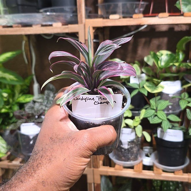 Photo of the plant species Cordyline 'Pink Champagne' by @DerrickRashid named Cordyline - Pink Champion on Greg, the plant care app