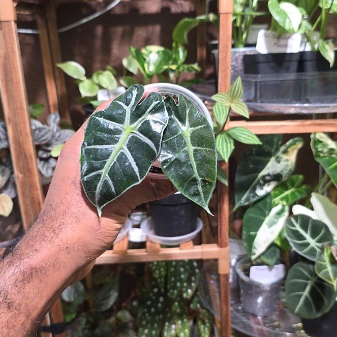Photo of the plant species Alocasia 'Parasol' by @DerrickRashid named Alocasia - Parasol on Greg, the plant care app
