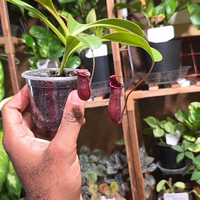 Photo of the plant species Nepenthes lowii x ventricosa 'Red' by @DerrickRashid named Carnivorous - Nepenthes 'briggsiana' on Greg, the plant care app