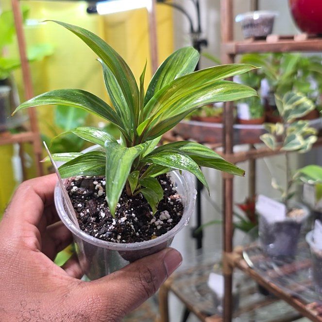 Photo of the plant species Cordyline 'Harlequin' by @DerrickRashid named Cordyline - fruticosa 'Harlequin' on Greg, the plant care app