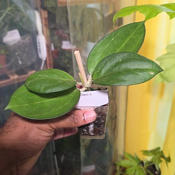Photo of the plant species Hoya patcharawalai023 by @DerrickRashid named Hoya - Icensis on Greg, the plant care app