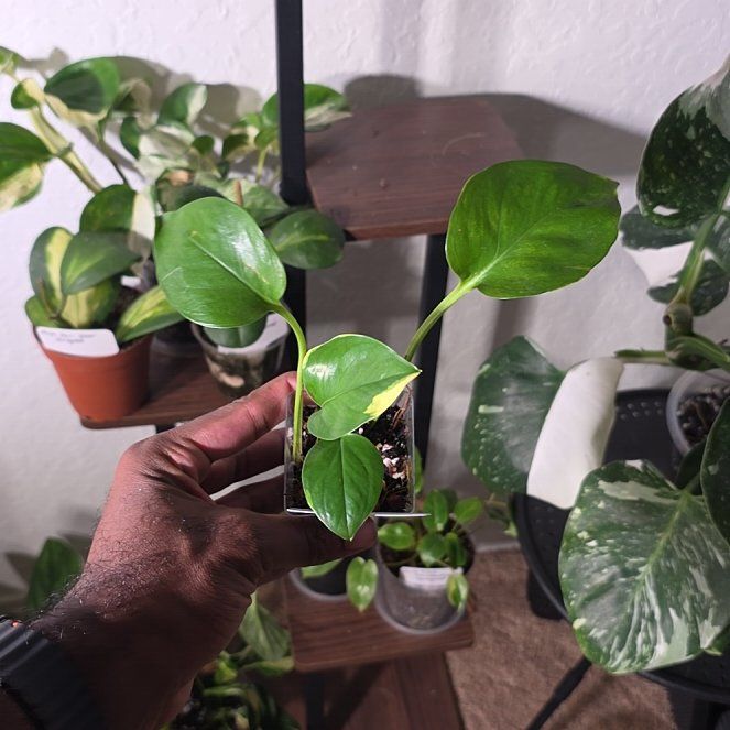Photo of the plant species Manjula Poonsin Pothos by @DerrickRashid named Epipremnum - Manjula Poosin on Greg, the plant care app