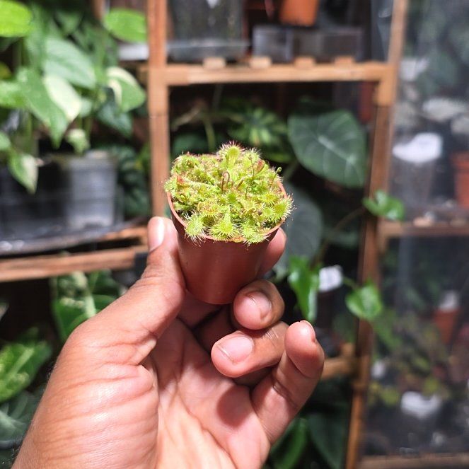 Photo of the plant species Spoon Leaf Sundew by @DerrickRashid named Carnivorous - Sundew - Drosera Spathulata (3) on Greg, the plant care app