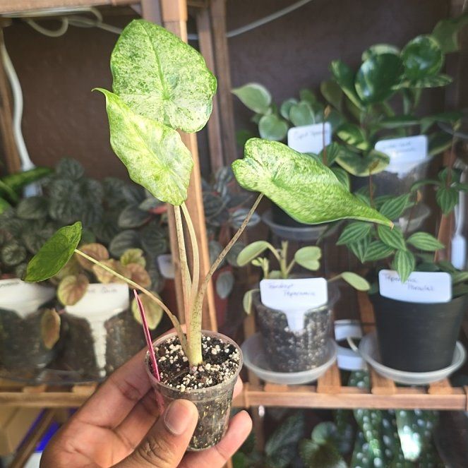 Photo of the plant species Alocasia Ninja Tri-Color by @DerrickRashid named Alocasia - Ninja Tri-color on Greg, the plant care app