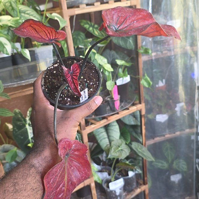 Photo of the plant species Desert Sunset Caladium by @DerrickRashid named Caladium - Desert Sunset on Greg, the plant care app