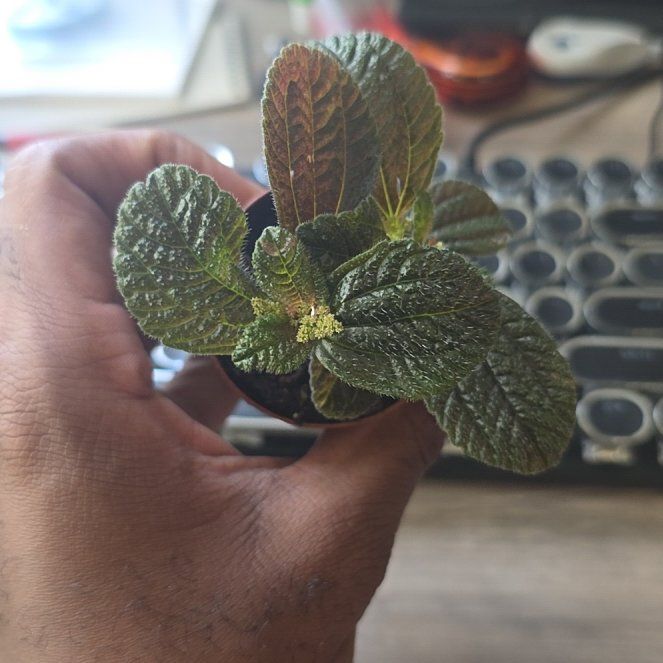 Photo of the plant species Pilea 'Chocolate' by @DerrickRashid named Pilea - Chocolate on Greg, the plant care app