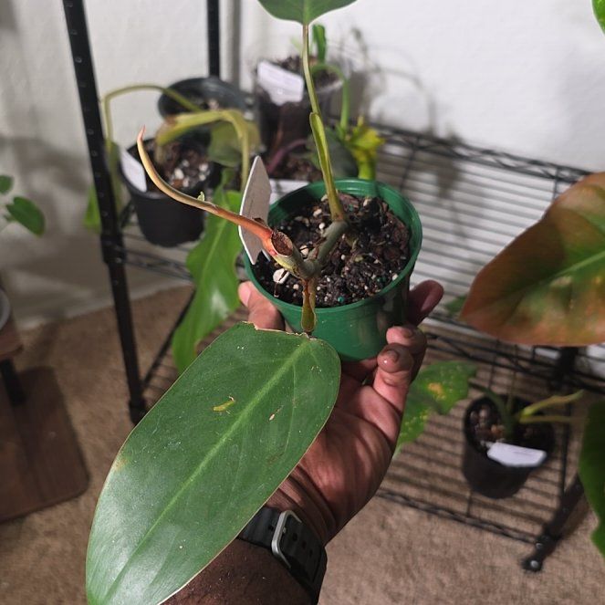 Photo of the plant species Philodendron esmeraldense by @DerrickRashid named Philodendron - Esmeraldense on Greg, the plant care app