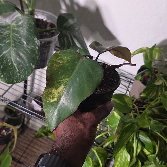Photo of the plant species Strawberry Shake Philodendron by @DerrickRashid named 1.rehab.Philodendron - Strawberry Shake on Greg, the plant care app