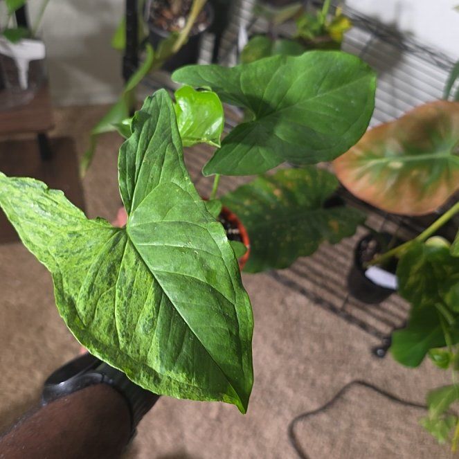 Photo of the plant species Arrowhead by @DerrickRashid named Syngonium - Mojito on Greg, the plant care app