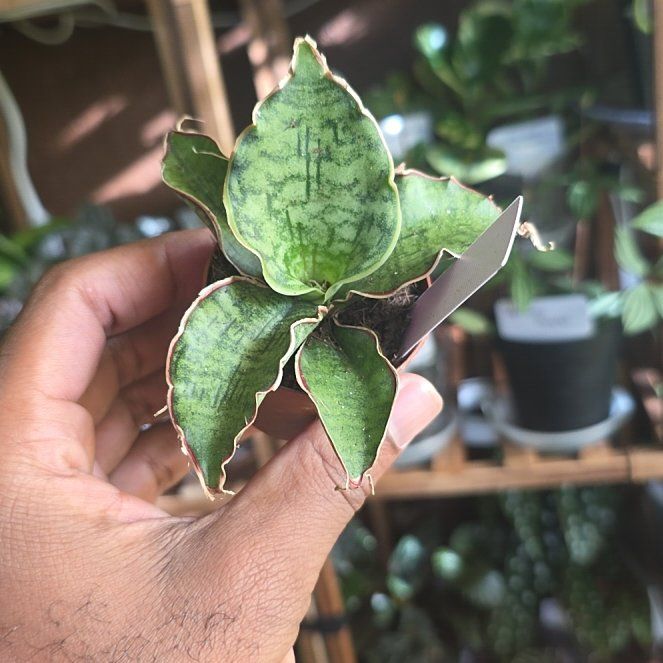Photo of the plant species Silver Blue by @DerrickRashid named Sanserveria - Silver Blue Kirkii on Greg, the plant care app