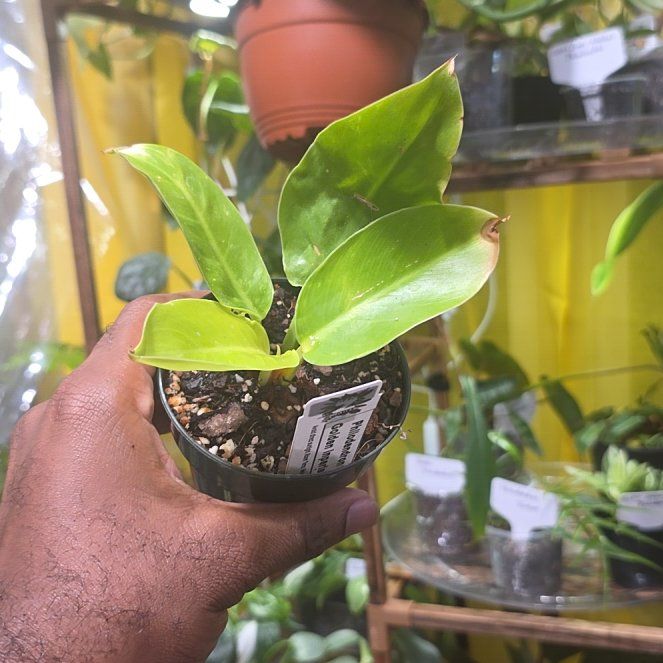 Photo of the plant species Philodendron 'Imperial Gold' by @DerrickRashid named Philodendron - Imperial Golden on Greg, the plant care app