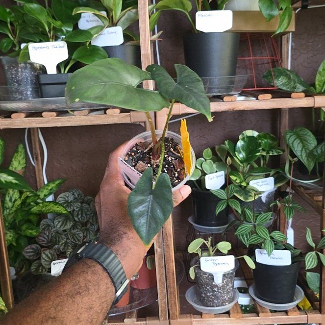 Photo of the plant species Alocasia Purple Cloak by @DerrickRashid named Alocasia - Purple Cloak on Greg, the plant care app