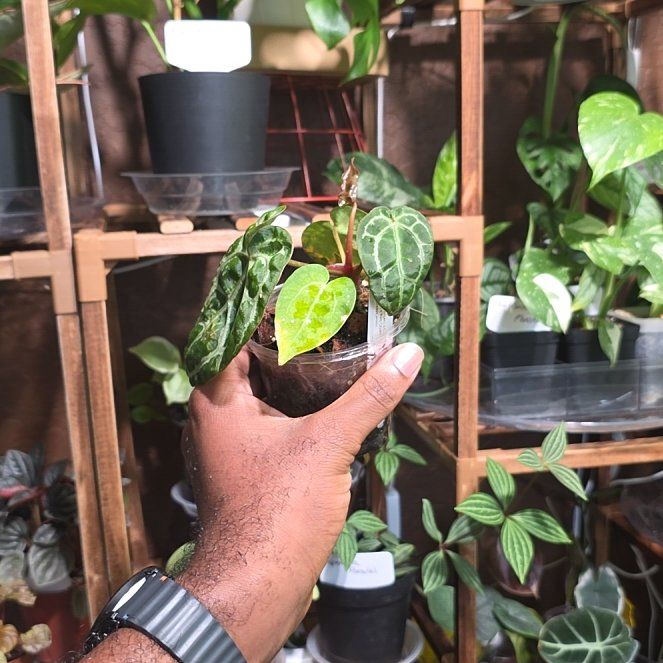 Photo of the plant species Anthurium Magnificum x Ace of Spades Dark by @DerrickRashid named Anthurium.A-[(Mag AOS)x(Forgetii Carla)]x(CRxRRCl) on Greg, the plant care app