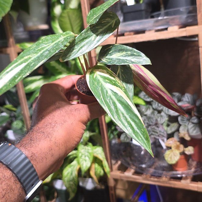 Photo of the plant species Magic Star calathea by @DerrickRashid named Calathea - Magic Star on Greg, the plant care app
