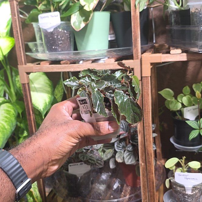 Photo of the plant species Begonia Ginny by @DerrickRashid named Begonia - Ginny Variegated (Reverted) on Greg, the plant care app