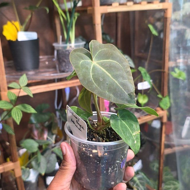 Photo of the plant species Anthurium forgetii x crystallinum by @DerrickRashid named Anthurium.A - Crystallinum x Forgetii on Greg, the plant care app