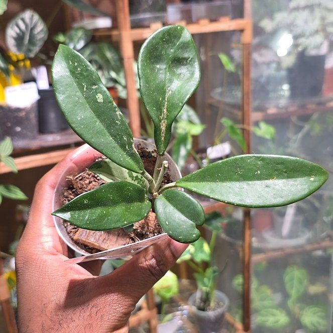Photo of the plant species Hoya AH-074 by @DerrickRashid named Hoya - AH074 on Greg, the plant care app