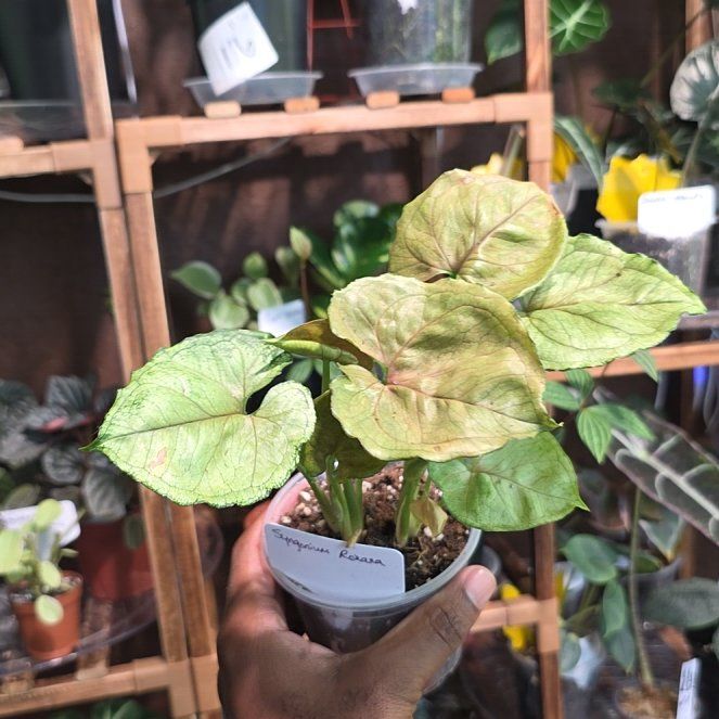 Photo of the plant species Roxana Arrowhead Plant by @DerrickRashid named Syngonium - Roxana on Greg, the plant care app
