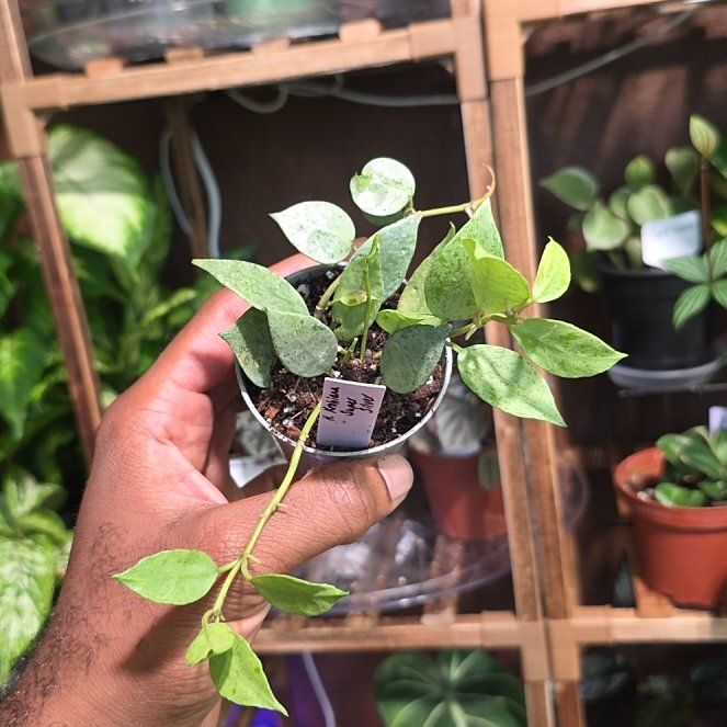 Photo of the plant species Super Silver Hoyaa Krohniana by @DerrickRashid named Hoya - Krohniana Super Silver on Greg, the plant care app