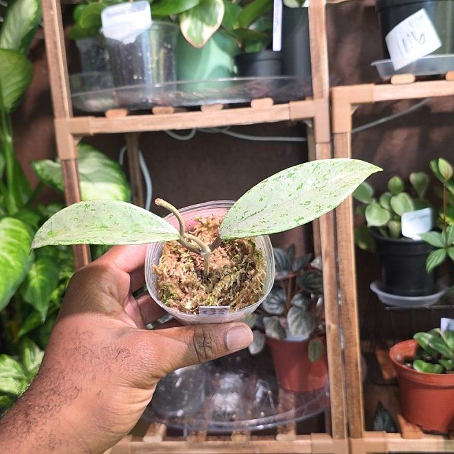 Photo of the plant species Hoya publicalyx 'Pink Silver Ghost' by @DerrickRashid named Hoya - Pubicalyx 'Pink Silver Ghost' on Greg, the plant care app