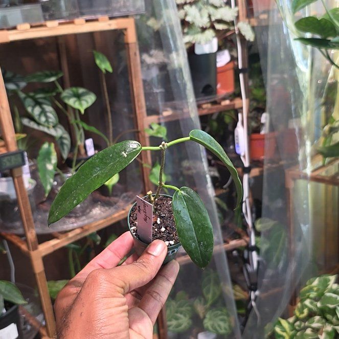 Photo of the plant species Hoya macgillivrayi by @DerrickRashid named Hoya - Macgillivrayi on Greg, the plant care app