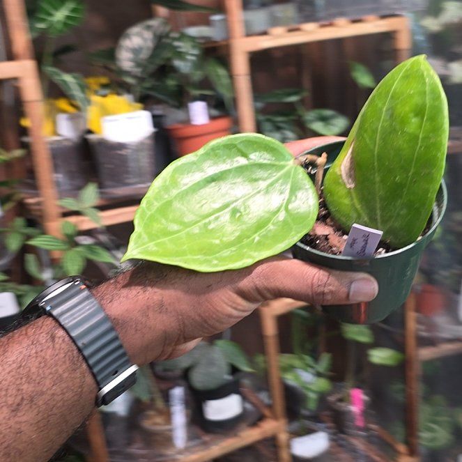 Photo of the plant species Hoya 'Sarawak' by @DerrickRashid named Hoya - Sarawak (2 PiP) on Greg, the plant care app