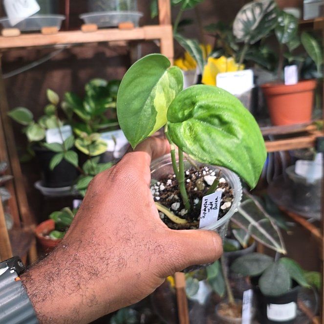 Photo of the plant species Scindapsus Jade Satin Aurea Variegated by @DerrickRashid named Scindapsus - Jade Aurea Variegated on Greg, the plant care app