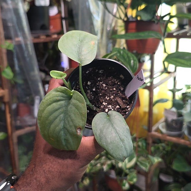 Photo of the plant species Satin Pothos by @DerrickRashid named Scindapsus - Platinum Java on Greg, the plant care app
