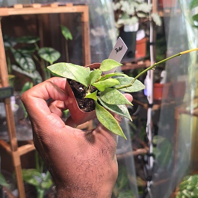Photo of the plant species Hoya lacunosa ‘Mint’ by @DerrickRashid named Hoya - Lacunosa Mint on Greg, the plant care app