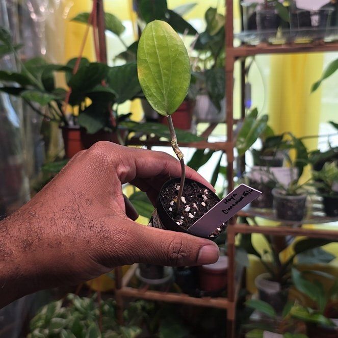 Photo of the plant species Hoya cinnamomifolia by @DerrickRashid named Hoya - Cinnamomifolia on Greg, the plant care app