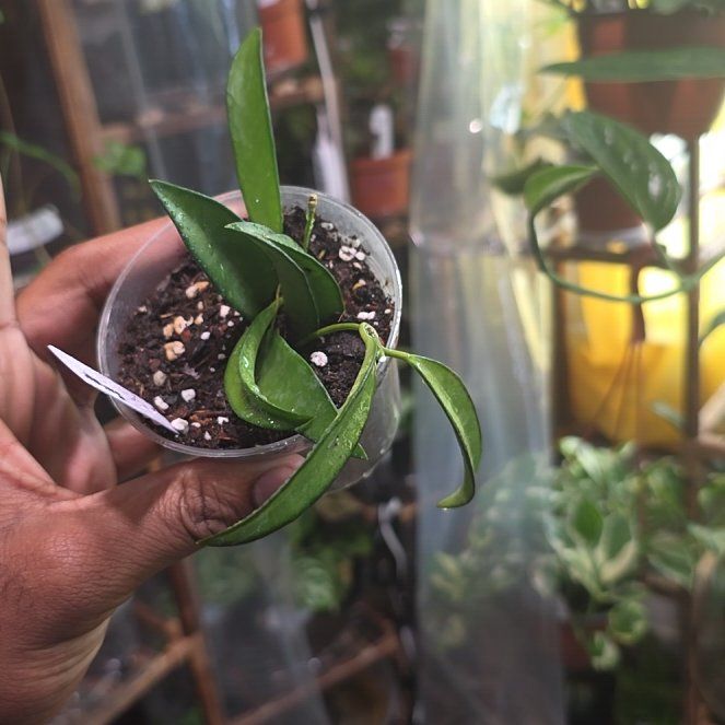 Photo of the plant species Hoya wayetti by @DerrickRashid named Hoya - Wayetti on Greg, the plant care app