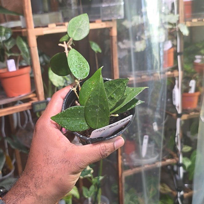 Photo of the plant species Hoya parasitica 'Black Margin' by @DerrickRashid named Hoya - Black Margin on Greg, the plant care app