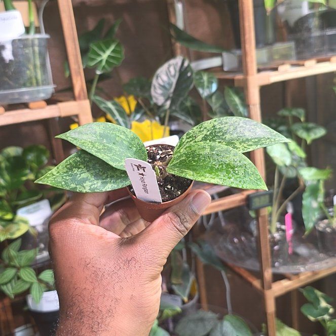 Photo of the plant species Hoya Rangsan by @DerrickRashid named Hoya - Rangsan on Greg, the plant care app