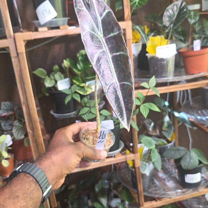 Photo of the plant species Alocasia longiloba purple by @DerrickRashid named Alocasia - Longiloba Purple on Greg, the plant care app