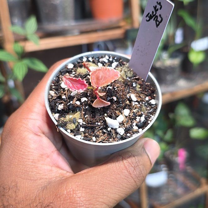 Photo of the plant species Darth Vader Begonia by @DerrickRashid named Begonia - Darthvaderiana on Greg, the plant care app
