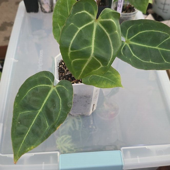 Photo of the plant species Anthurium besseae by @DerrickRashid named Anthurium.A - Bess x SKG Silver Gigi on Greg, the plant care app