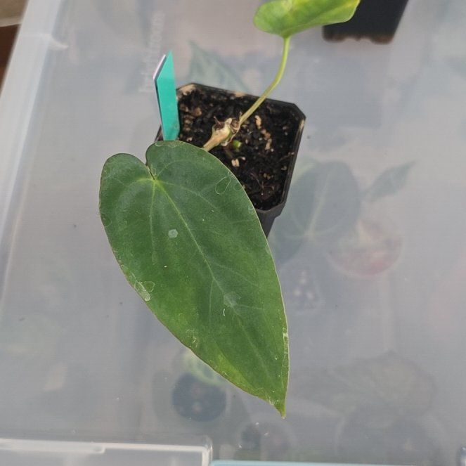 Photo of the plant species Anthurium 'Raven Heart' by @DerrickRashid named Anthurium.B - Raven's Heart on Greg, the plant care app