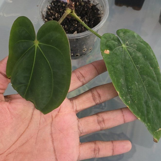 Photo of the plant species Anthurium 'Carla Black' by @DerrickRashid named Anthurium.B - (Carla x Pap) x Windi Dressleri on Greg, the plant care app