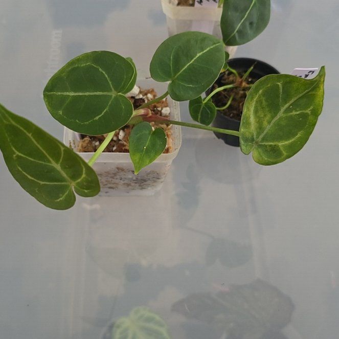 Photo of the plant species Anthurium by @DerrickRashid named Anthurium.B - Crystallinum x Forgetii DF (Matt x3) on Greg, the plant care app