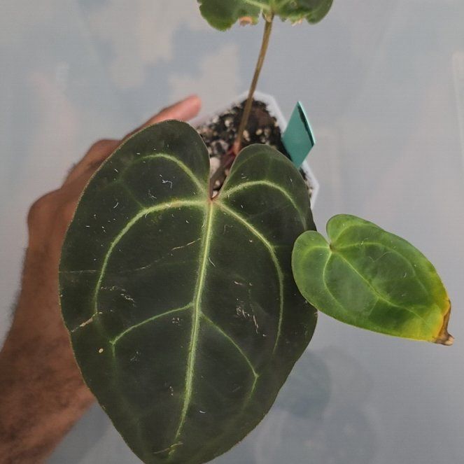 Photo of the plant species Anthurium Brielle X by @DerrickRashid named Anthurium.A - (Brielle RC) X Besseae on Greg, the plant care app
