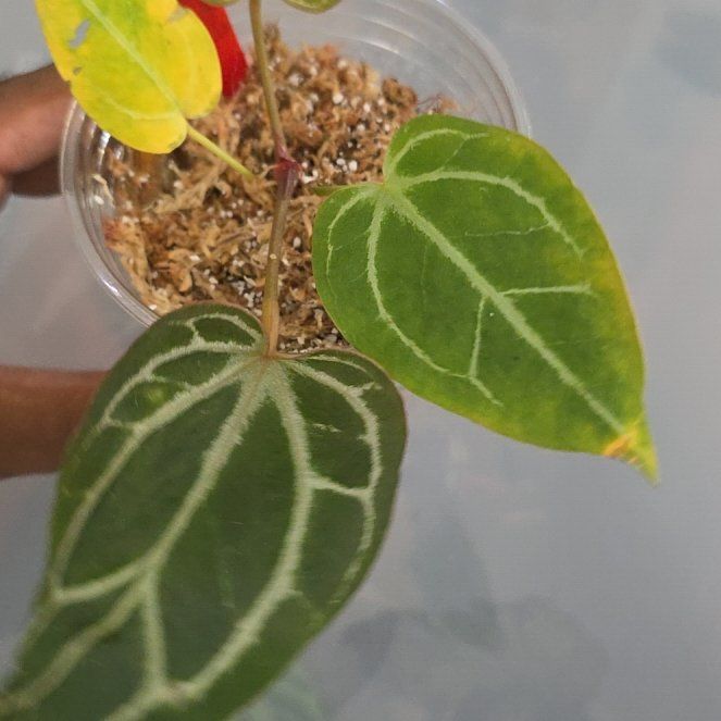 Photo of the plant species Anthurium Red Tiger by @DerrickRashid named Anthurium.A - Red Tiger on Greg, the plant care app