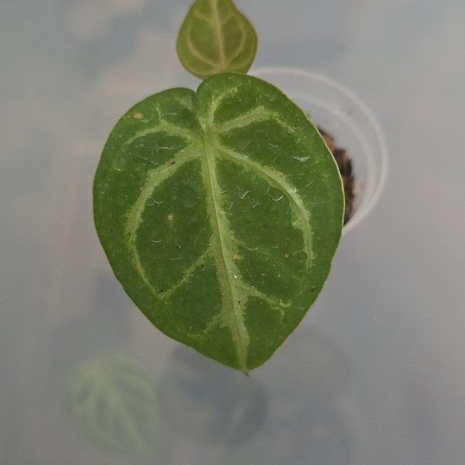 Photo of the plant species Anthurium Magnificum x Silver Blush by @DerrickRashid named Anthurium.B - Magnificum x Silver Blush (Jay) on Greg, the plant care app