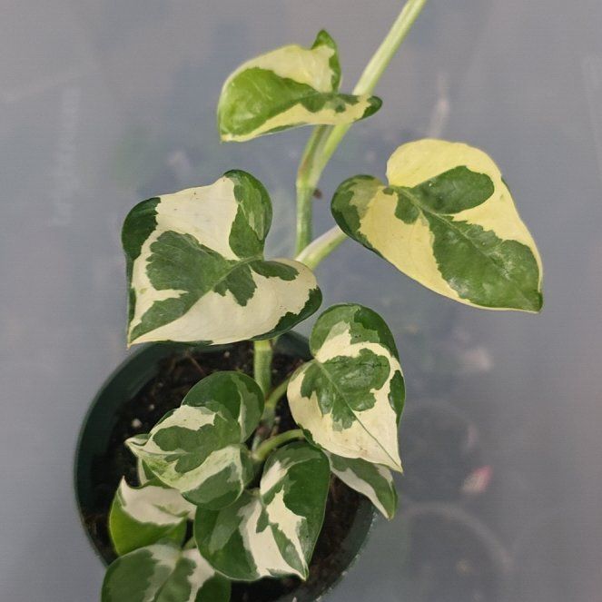 Photo of the plant species Pothos Glacier by @DerrickRashid named Epipremnum - Glacier on Greg, the plant care app