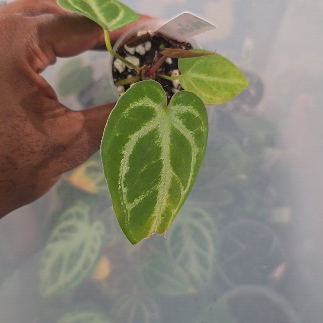 Photo of the plant species Anthurium 'Carla Black' by @DerrickRashid named Anthurium.B - Carlablackiae x Doryaki on Greg, the plant care app