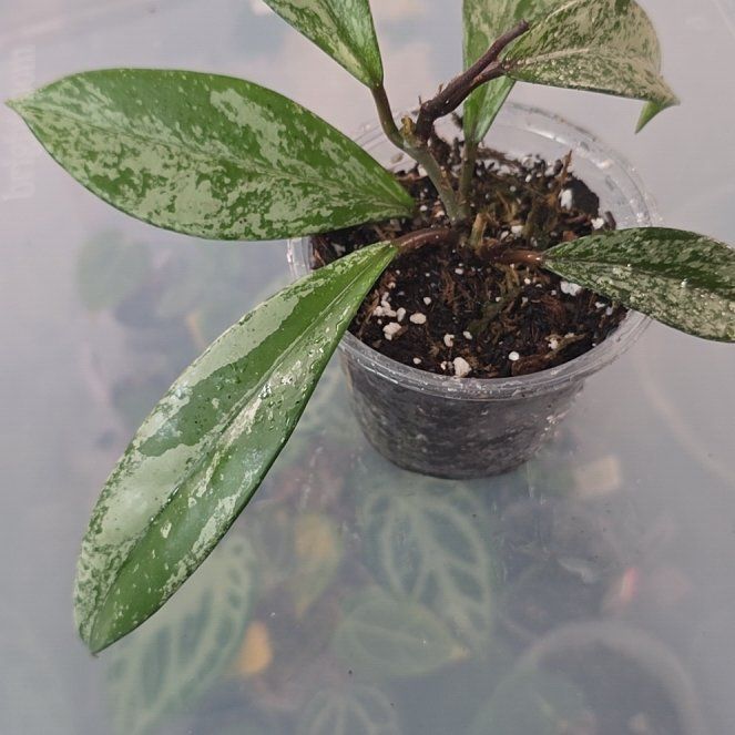 Photo of the plant species Speckle Hoya Publcalyx by @DerrickRashid named Hoya - Pubicalyx Splash on Greg, the plant care app
