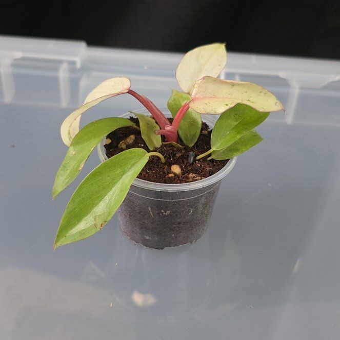 Photo of the plant species Snowdrift by @DerrickRashid named Philodendron- Snowdrift on Greg, the plant care app